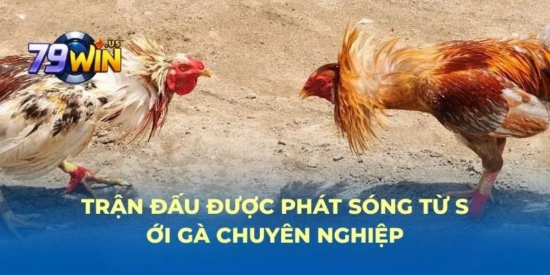trang chủ 32 Trận đấu được phát sóng từ sới gà chuyên nghiệp